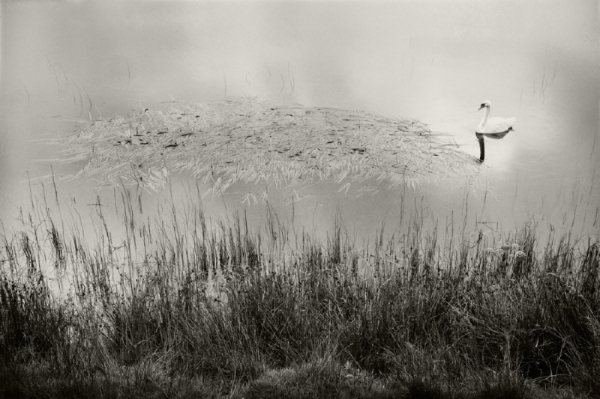 Photograph Chris Frazer Smith Swan on One Eyeland